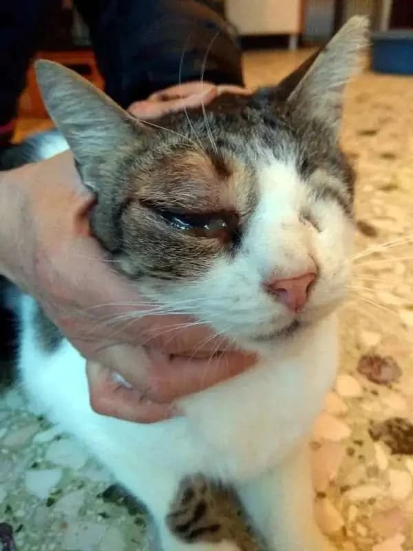 NASOS, male mixed breed for adoption at Cats at Andros e.V., Germany — photo 4 of 6