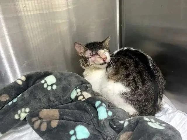 NASOS, male mixed breed for adoption at Cats at Andros e.V., Germany — photo 5 of 6