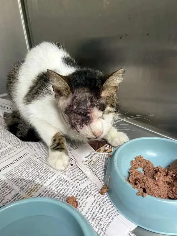 NASOS, male mixed breed for adoption at Cats at Andros e.V., Germany — photo 6 of 6