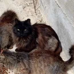 KALOMIRA, female mixed breed for adoption at Cats at Andros e.V., Germany