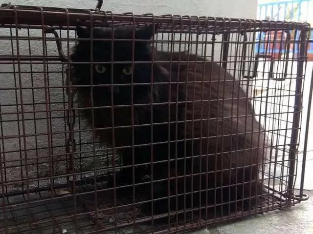 KALOMIRA, female mixed breed for adoption at Cats at Andros e.V., Germany — photo 2 of 4