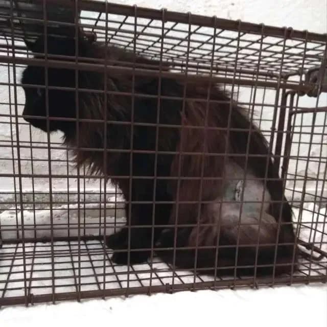 KALOMIRA, female mixed breed for adoption at Cats at Andros e.V., Germany — photo 3 of 4