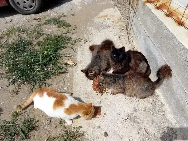 KALOMIRA, female mixed breed for adoption at Cats at Andros e.V., Germany — photo 4 of 4