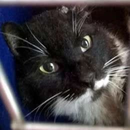 SOPHUS, male mixed breed for adoption at Cats at Andros e.V., Germany