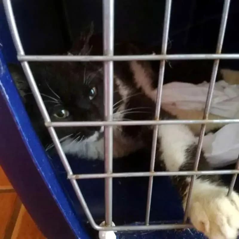 SOPHUS, male mixed breed for adoption at Cats at Andros e.V., Germany — photo 2 of 3