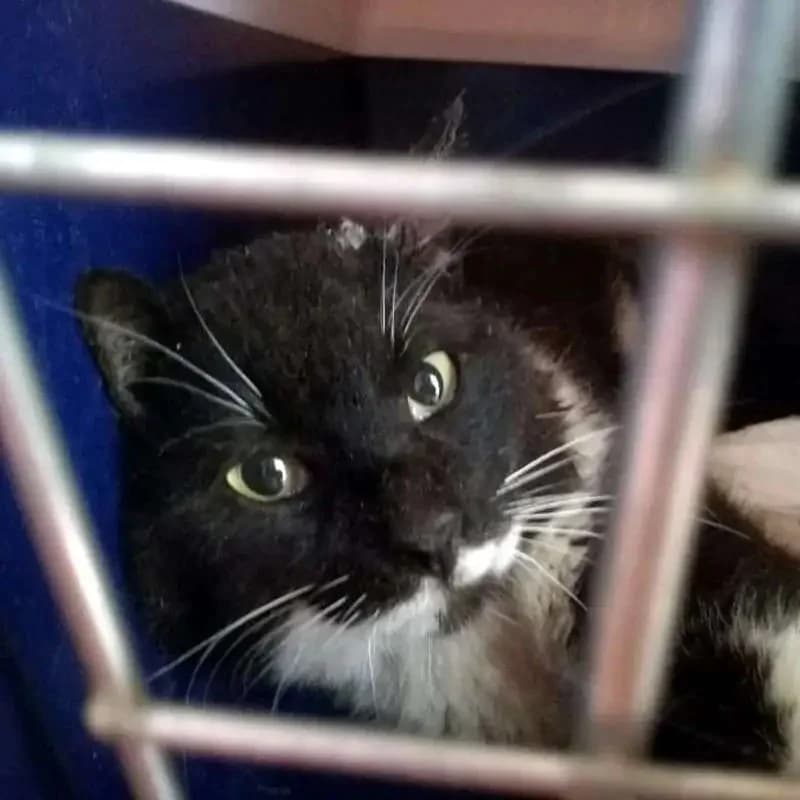 SOPHUS, male mixed breed for adoption at Cats at Andros e.V., Germany — photo 3 of 3