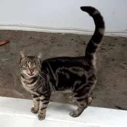 ARNI, female 4yo mixed breed for adoption at Cats at Andros e.V., Germany