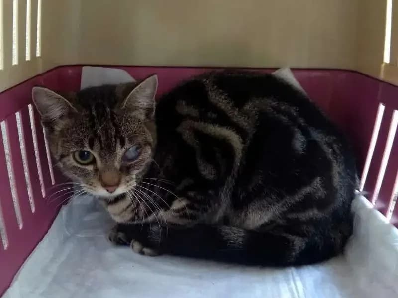 ARNI, female mixed breed for adoption at Cats at Andros e.V., Germany — photo 2 of 4