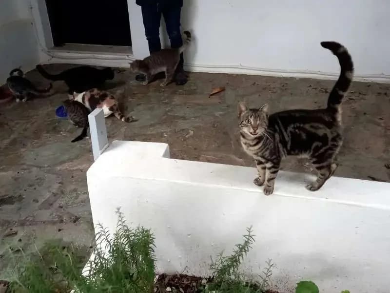 ARNI, female mixed breed for adoption at Cats at Andros e.V., Germany — photo 3 of 4