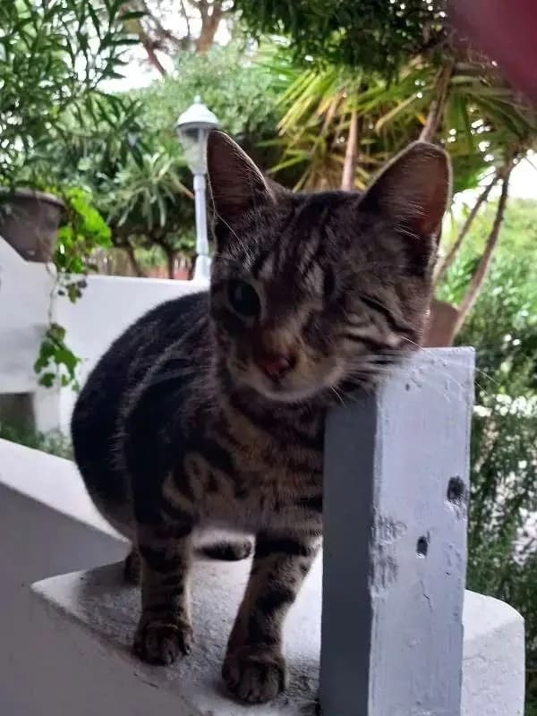 ARNI, female mixed breed for adoption at Cats at Andros e.V., Germany — photo 4 of 4