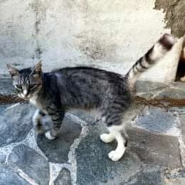 DATA, male mixed breed for adoption at Cats at Andros e.V., Germany