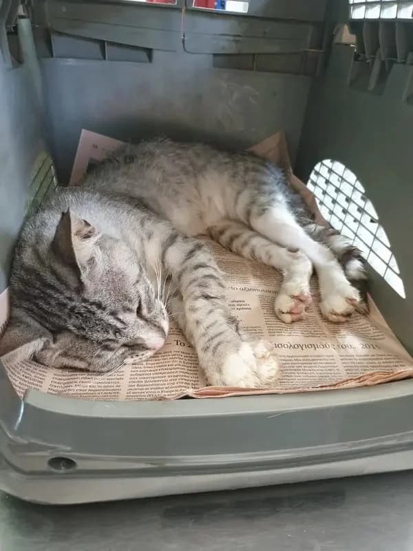 DATA, male mixed breed for adoption at Cats at Andros e.V., Germany — photo 2 of 11