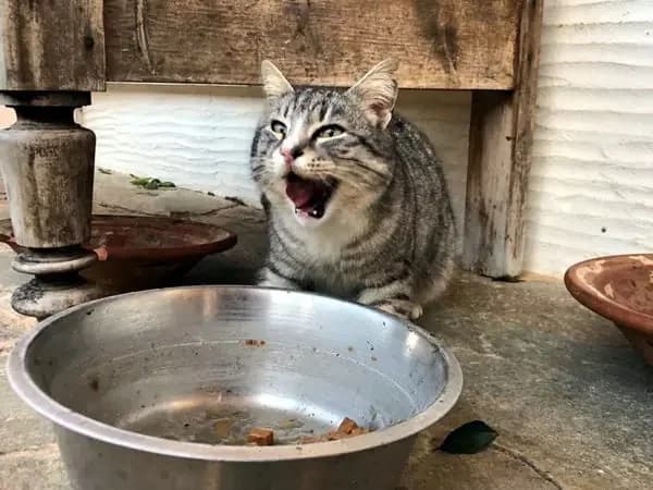 DATA, male mixed breed for adoption at Cats at Andros e.V., Germany — photo 3 of 11