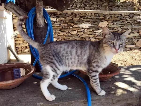 DATA, male mixed breed for adoption at Cats at Andros e.V., Germany — photo 4 of 11