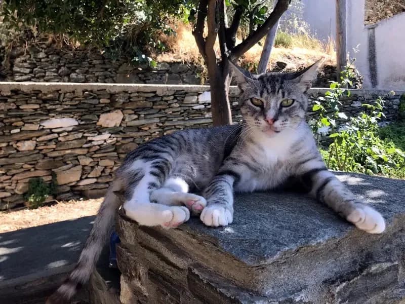 DATA, male mixed breed for adoption at Cats at Andros e.V., Germany — photo 5 of 11