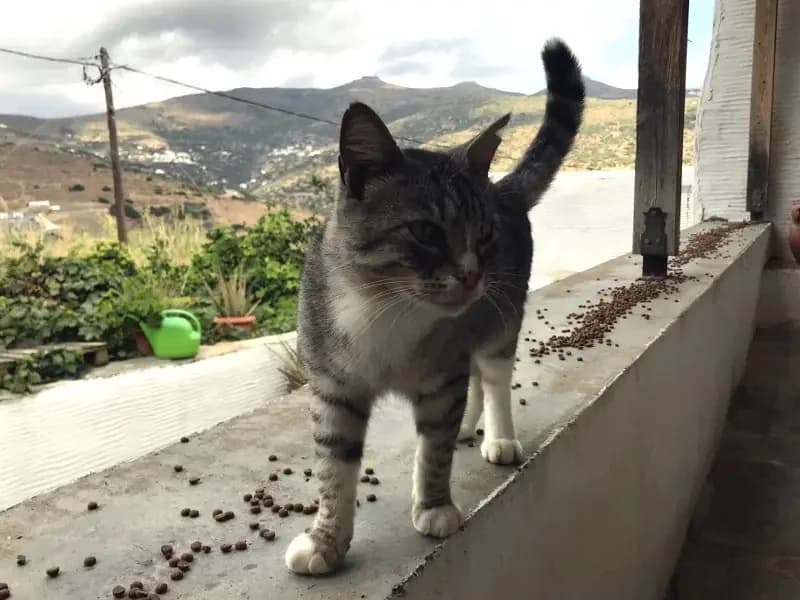 DATA, male mixed breed for adoption at Cats at Andros e.V., Germany — photo 6 of 11
