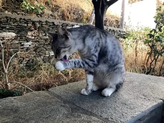 DATA, male mixed breed for adoption at Cats at Andros e.V., Germany — photo 7 of 11