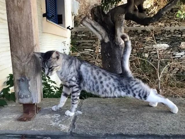 DATA, male mixed breed for adoption at Cats at Andros e.V., Germany — photo 8 of 11