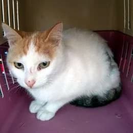 OLIVIA, female mixed breed for adoption at Cats at Andros e.V., Germany