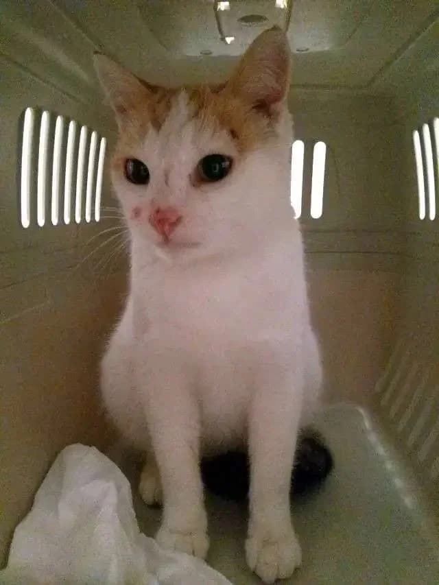 OLIVIA, female mixed breed for adoption at Cats at Andros e.V., Germany — photo 2 of 4