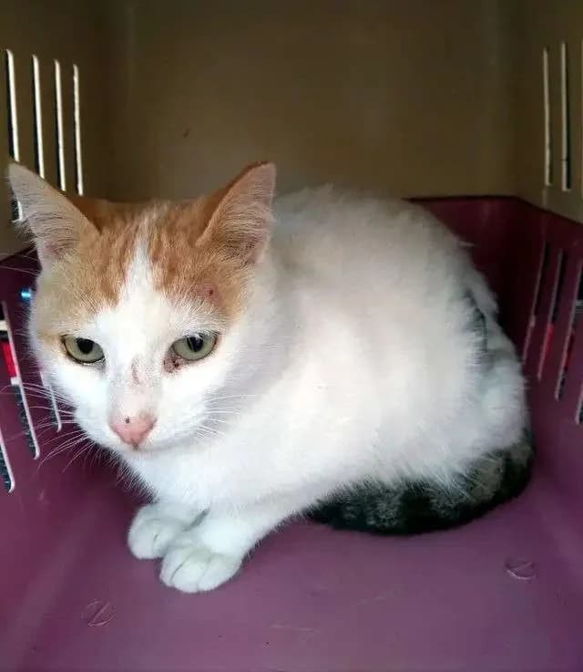 OLIVIA, female mixed breed for adoption at Cats at Andros e.V., Germany — photo 3 of 4