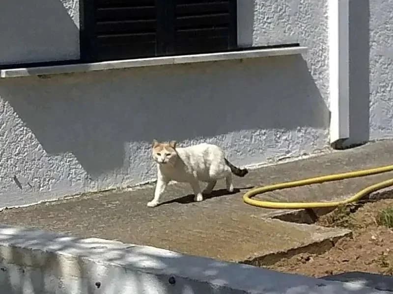 OLIVIA, female mixed breed for adoption at Cats at Andros e.V., Germany — photo 4 of 4