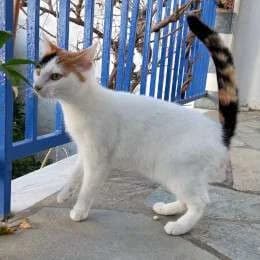 LEMON, female mixed breed for adoption at Cats at Andros e.V., Germany