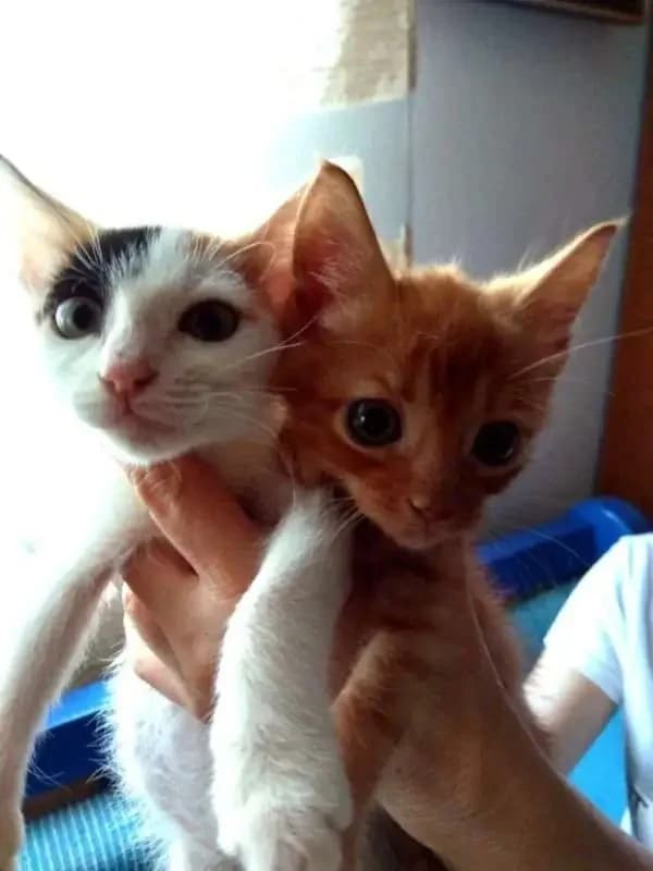 LEMON, female mixed breed for adoption at Cats at Andros e.V., Germany — photo 2 of 7