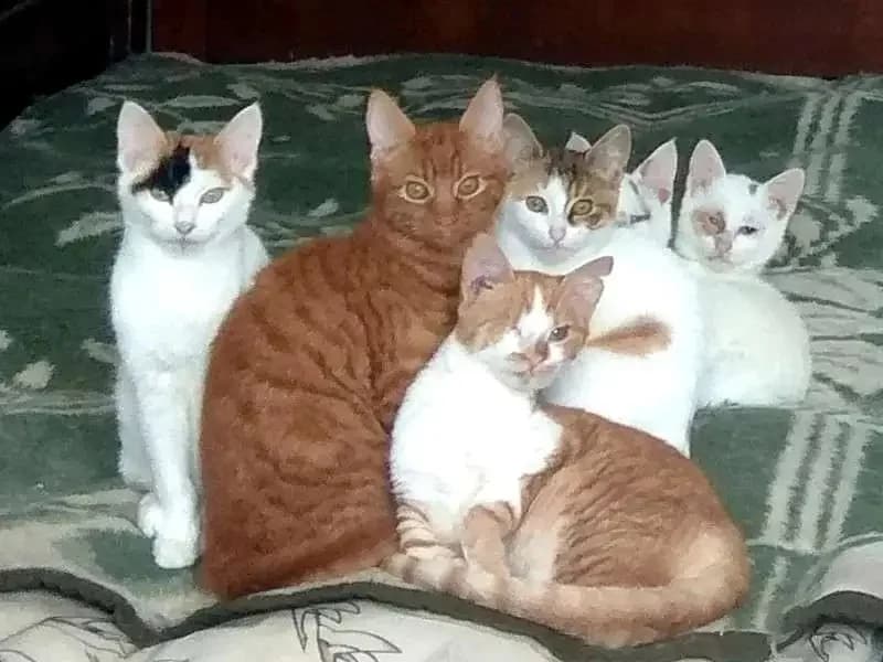 LEMON, female mixed breed for adoption at Cats at Andros e.V., Germany — photo 3 of 7