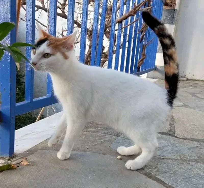 LEMON, female mixed breed for adoption at Cats at Andros e.V., Germany — photo 4 of 7