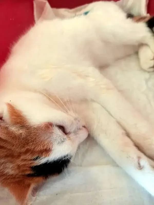 LEMON, female mixed breed for adoption at Cats at Andros e.V., Germany — photo 5 of 7