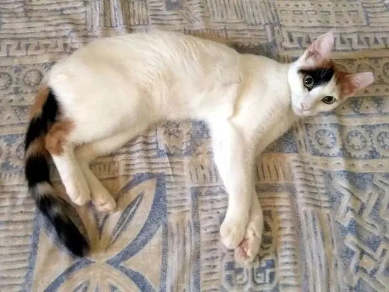 LEMON, female mixed breed for adoption at Cats at Andros e.V., Germany — photo 6 of 7