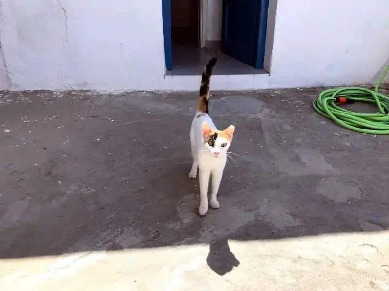 LEMON, female mixed breed for adoption at Cats at Andros e.V., Germany — photo 7 of 7