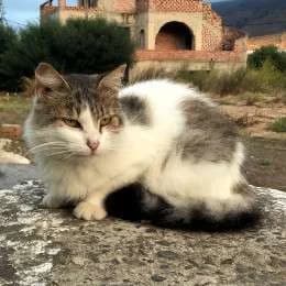 MISS MEIER, female 6yo mixed breed for adoption at Cats at Andros e.V., Germany