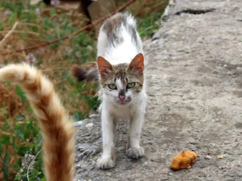 MISS MEIER, female mixed breed for adoption at Cats at Andros e.V., Germany — photo 2 of 10