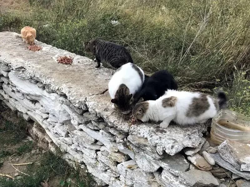 MISS MEIER, female mixed breed for adoption at Cats at Andros e.V., Germany — photo 3 of 10