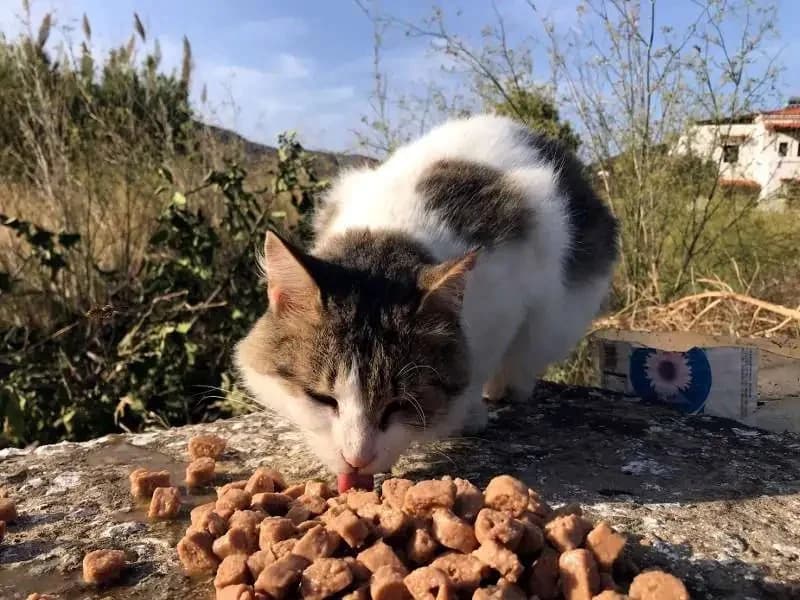 MISS MEIER, female mixed breed for adoption at Cats at Andros e.V., Germany — photo 4 of 10