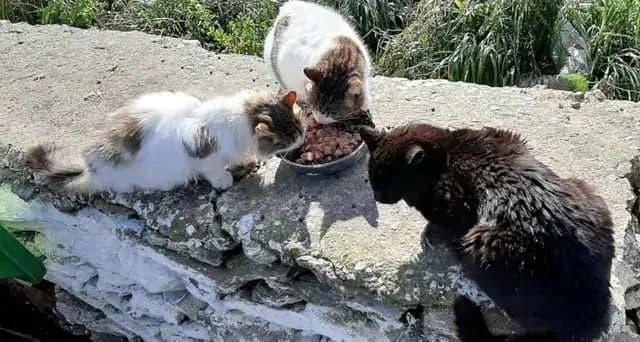 MISS MEIER, female mixed breed for adoption at Cats at Andros e.V., Germany — photo 5 of 10