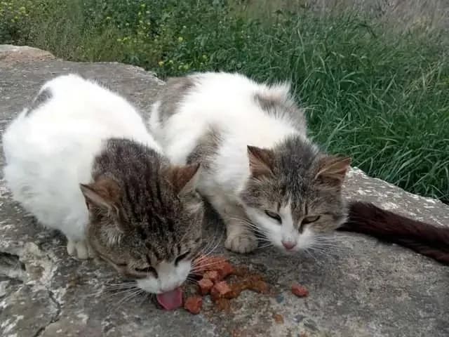 MISS MEIER, female mixed breed for adoption at Cats at Andros e.V., Germany — photo 6 of 10
