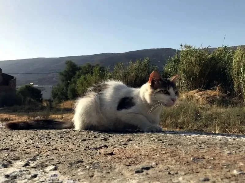 MISS MEIER, female mixed breed for adoption at Cats at Andros e.V., Germany — photo 7 of 10