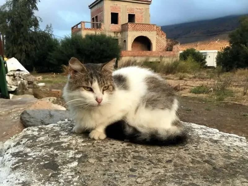 MISS MEIER, female mixed breed for adoption at Cats at Andros e.V., Germany — photo 8 of 10
