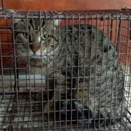 VITO, male 3yo mixed breed for adoption at Cats at Andros e.V., Germany