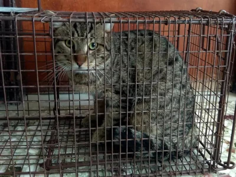 VITO, male mixed breed for adoption at Cats at Andros e.V., Germany — photo 2 of 2