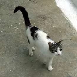 YIODA, female mixed breed for adoption at Cats at Andros e.V., Germany