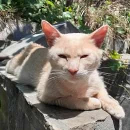RUSTY, male mixed breed for adoption at Cats at Andros e.V., Germany