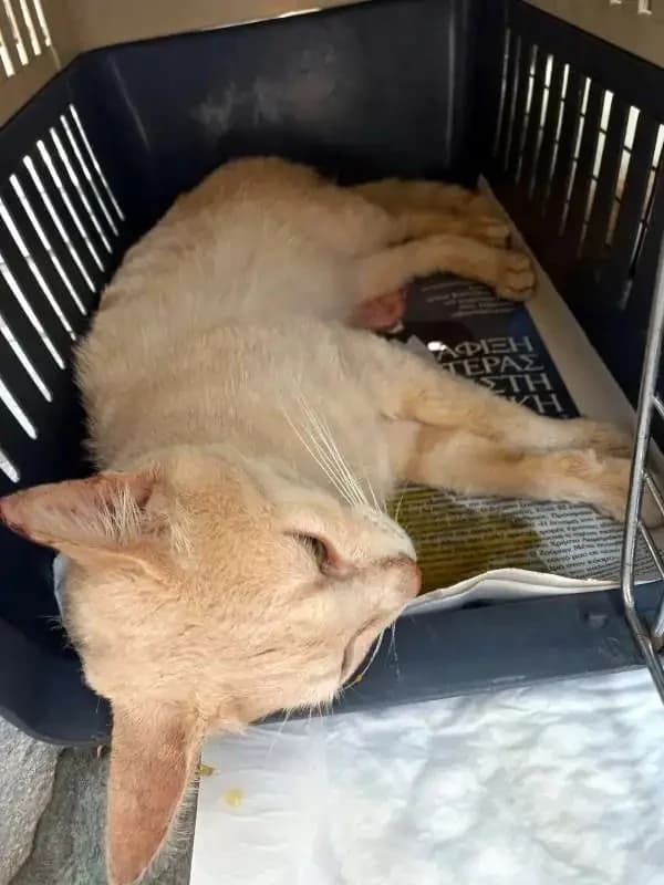 RUSTY, male mixed breed for adoption at Cats at Andros e.V., Germany — photo 2 of 5