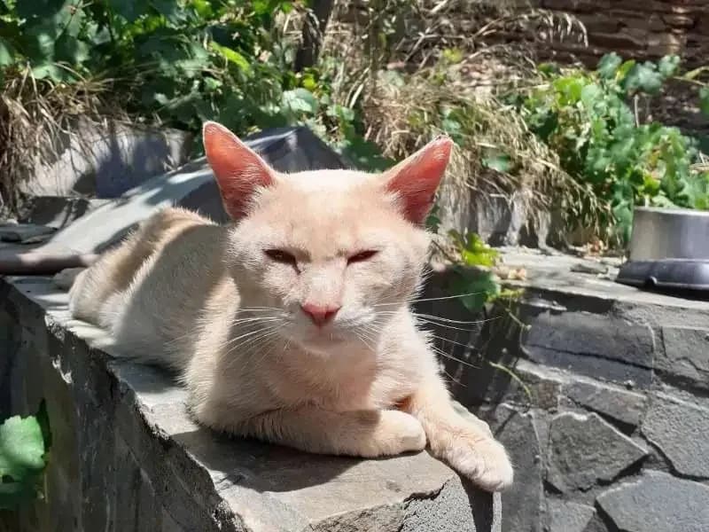 RUSTY, male mixed breed for adoption at Cats at Andros e.V., Germany — photo 3 of 5