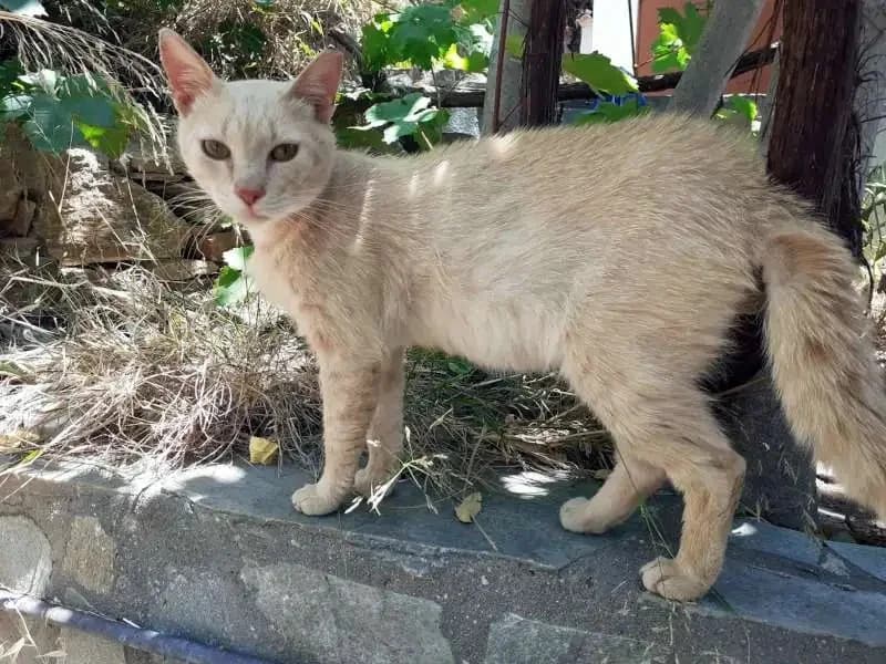 RUSTY, male mixed breed for adoption at Cats at Andros e.V., Germany — photo 5 of 5