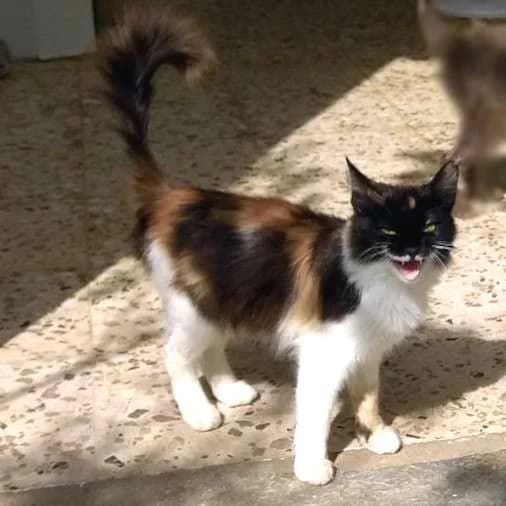 LOUIZA, female mixed breed for adoption at Cats at Andros e.V., Germany