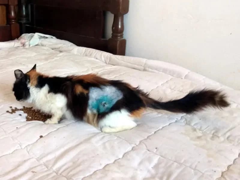 LOUIZA, female mixed breed for adoption at Cats at Andros e.V., Germany — photo 2 of 8